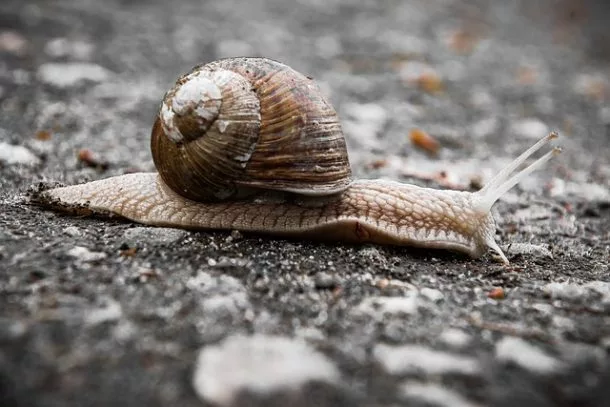 Escargot.